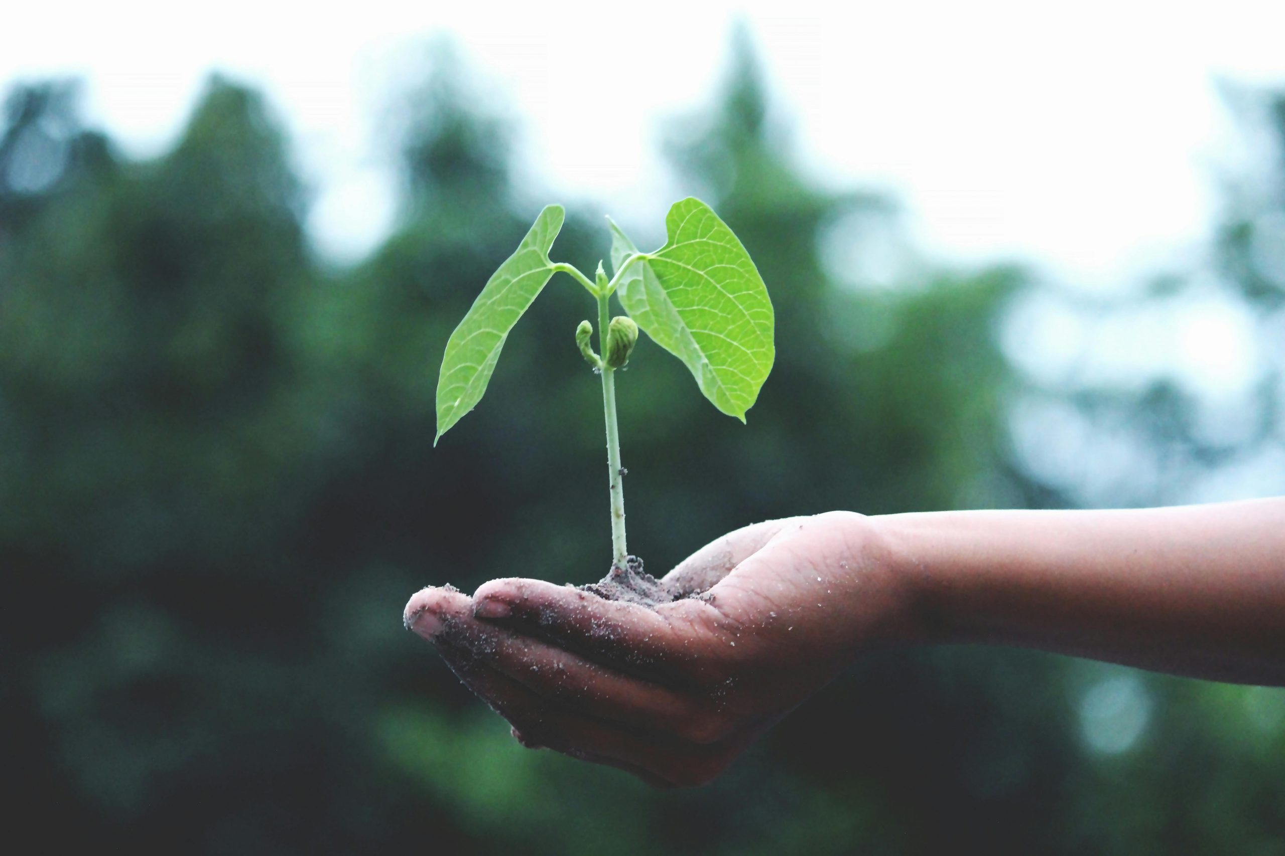 Eco image